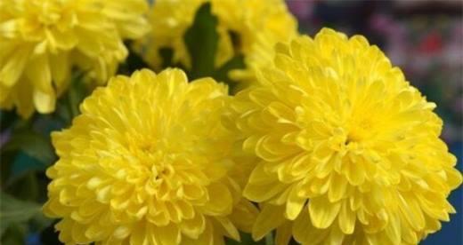 菊花的象征意义与文化传承（古老的寓意）