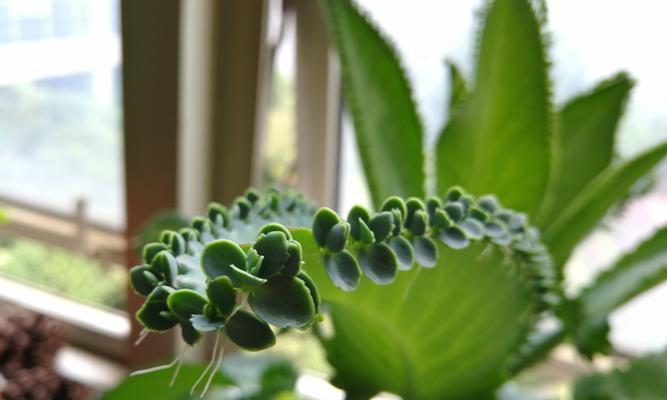 落地生根养成老桩造型的秘诀是什么？需要多长时间才能成型？