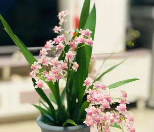 宜宾市花黄桷兰的象征意义（探寻黄桷兰的美与内涵）