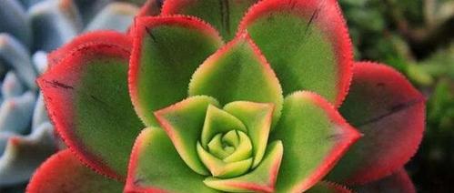 多肉植物喜阴还是喜阳光？如何正确养护多肉？