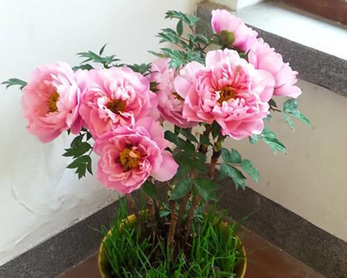 牡丹花喜水吗？属于喜水植物吗？