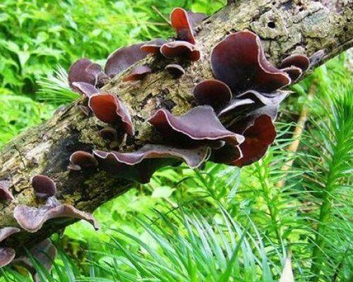 木耳的生长环境是什么？哪些地方条件适合种植木耳？