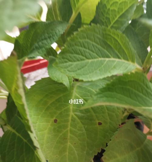 无尽夏叶子卷曲了怎么办？如何正确处理叶子卷曲问题？