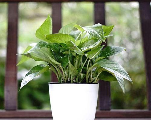 绿萝花适合放在卧室吗？卧室摆放绿萝花的好处和注意事项是什么？