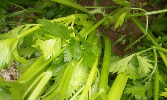 西芹需要去皮吗？去皮与不去皮的口感和营养差异是什么？