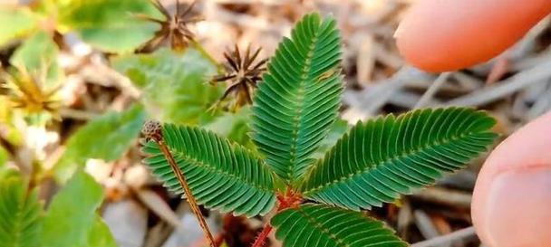 害羞草是什么样的植物？它的特点有哪些？