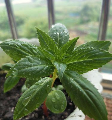 凤仙花的开花时间是什么时候？花期持续几个月？