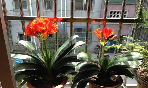 君子兰突然开花，象征着什么（解读君子兰开花的象征意义）