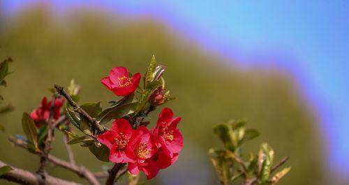 海棠花（海棠花花语及其在文化中的传承和象征意义）