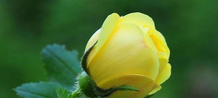 永远爱你——百合花的花语（百合花）