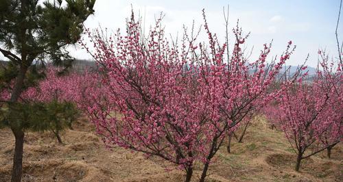 梅花能耐受的最低温度是多少？如何保护梅花过冬？