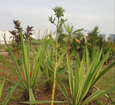 虎尾草的花语（虎尾草花语与美丽寓意）