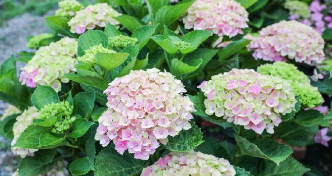 绣球花又叫什么花？你知道它的别名吗？