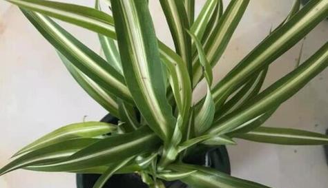 宽叶吊兰的花语与意义（揭秘宽叶吊兰的神秘语言）