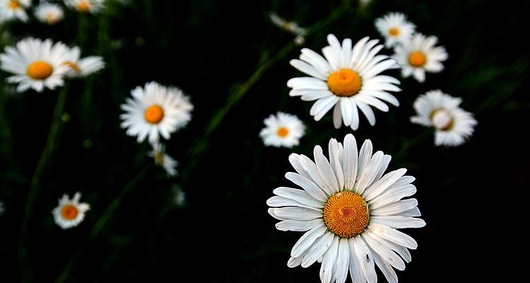 白菊花的寓意与象征（探索白菊花所代表的深层意义）