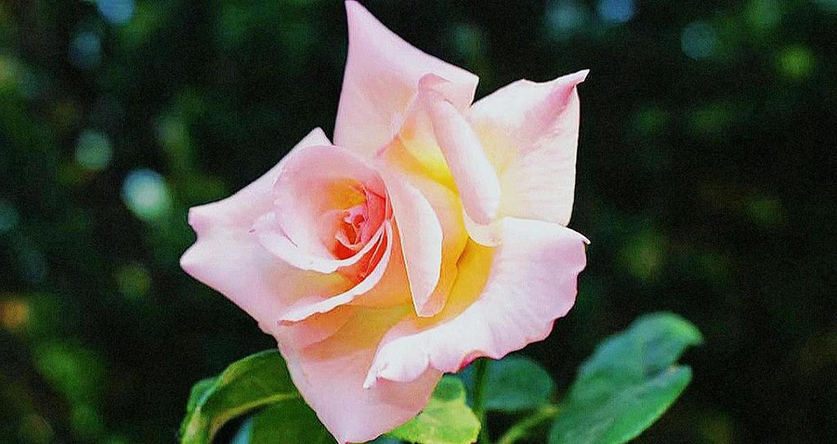 橘色月季花语（让橘色月季传达你的心意）