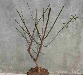 梅花嫁接的最佳时期是什么时候？如何提高成活率？