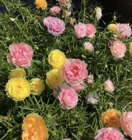 芹叶牡丹（追寻美丽中的无尽力量）