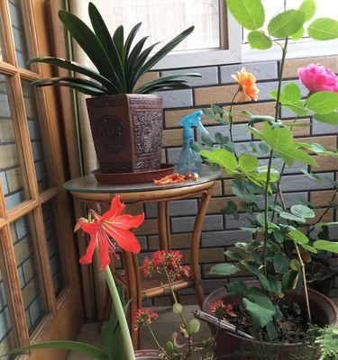 花开代表兄妹情（以花为媒）