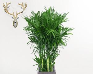 夏威夷椰子养护技巧有哪些？如何确保其茂盛生长？