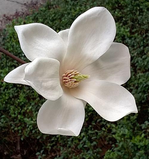 天目木兰花语（以木兰花为纽带）