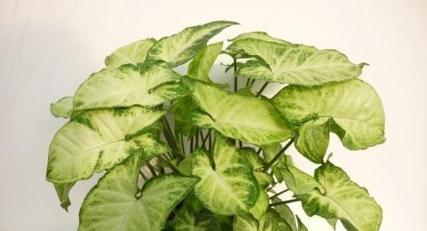 顽强生生不息的植物世界（探索自然生命的奇迹）