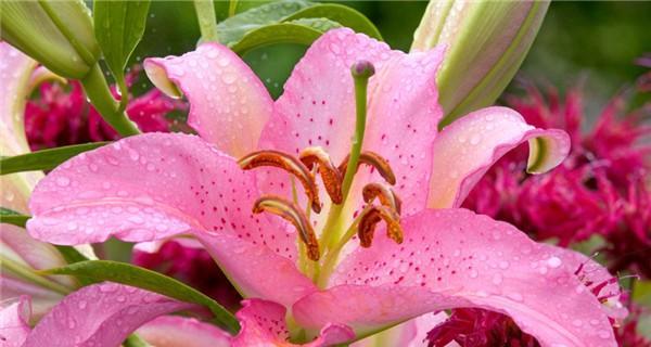 以百合花的花语为主题，写一篇关于“你是我的唯一”的文章（百合花的花语揭示了真爱的承诺与信任）