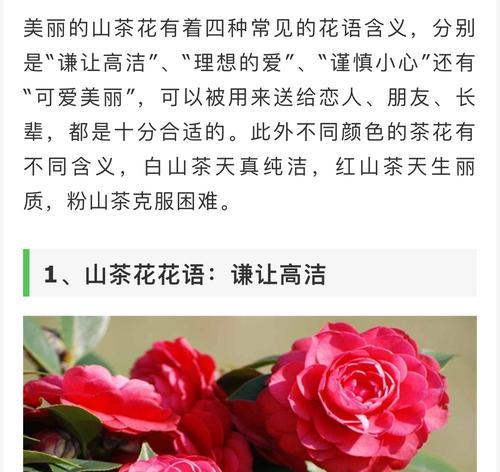 白色山茶花的花语与美丽（传达纯洁和高贵的白色山茶花）