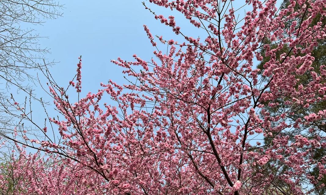 樱花的象征意义及文化价值（探寻樱花的神秘魅力与美学传承）