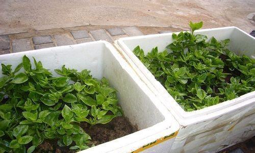 泡沫箱种植多肉植物的正确方法？需要注意哪些问题？