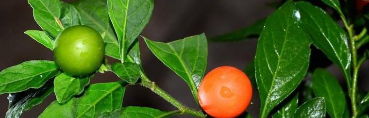 金枣什么时候开花结果？如何促进金枣的开花和结果？