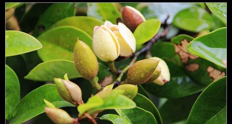 含笑花在风水中代表什么？它有哪些作用和效果？