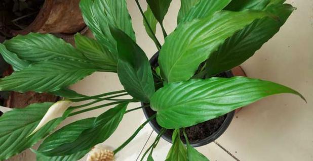 剑兰不开花怎么办？如何促进剑兰花期开花？