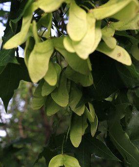 枫叶种子怎么种植？种植过程中需要注意哪些问题？