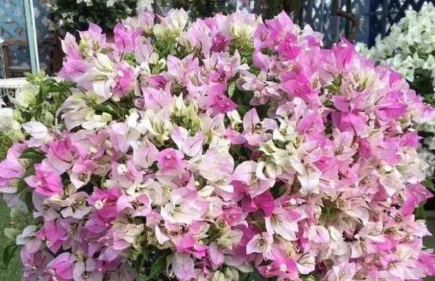 三角梅能四季开花吗？一年能开几次花？