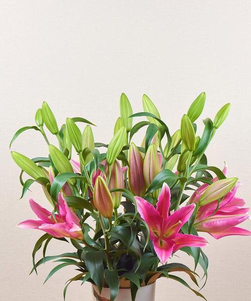 百合花花期如何正确养护管理？常见问题有哪些？