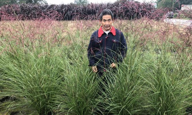牛筋草是落叶植物吗？它的生长周期和特点是什么？