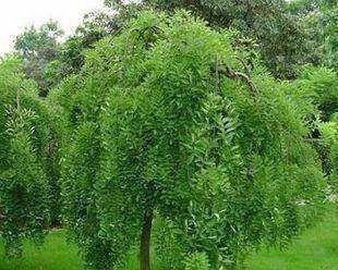国槐种植的最佳位置是什么？家庭种植国槐需要注意哪些问题？
