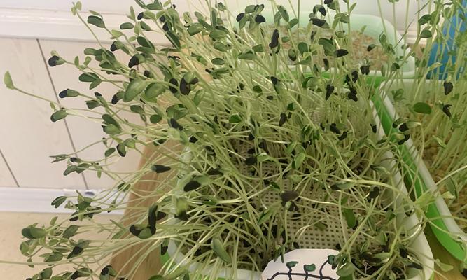 黑豆发芽需要多长时间？发芽过程中需要注意什么？