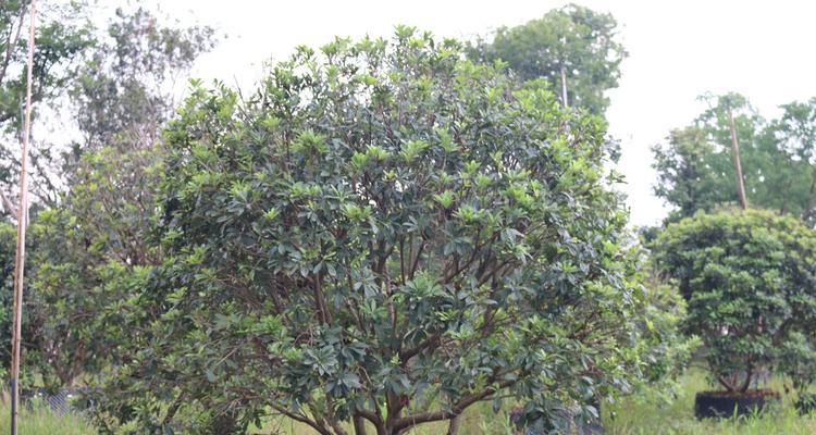 杨梅在南方种植的可行性？南方种植杨梅需要注意什么？