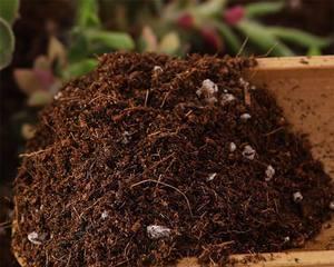 木头灰能用作肥料吗？使用木头灰作为肥料的正确方法是什么？