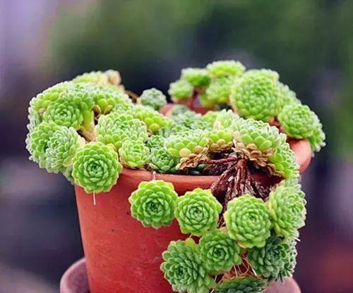 多肉植物如何安全度过夏季?常见问题与解决方法是什么? 多肉植物如何安全度过夏季?常见问题与解决方法是什么?