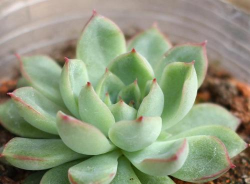 多肉植物如何安全度过夏季?常见问题与解决方法是什么? 多肉植物如何安全度过夏季?常见问题与解决方法是什么?