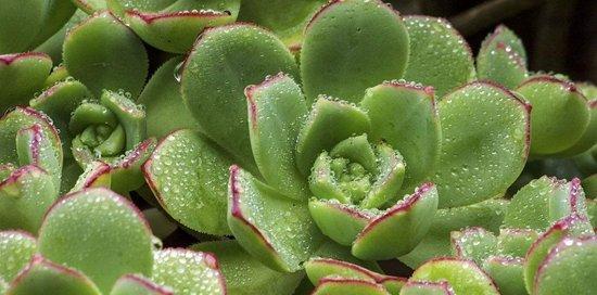 多肉植物如何安全度过夏季?常见问题与解决方法是什么? 多肉植物如何安全度过夏季?常见问题与解决方法是什么?