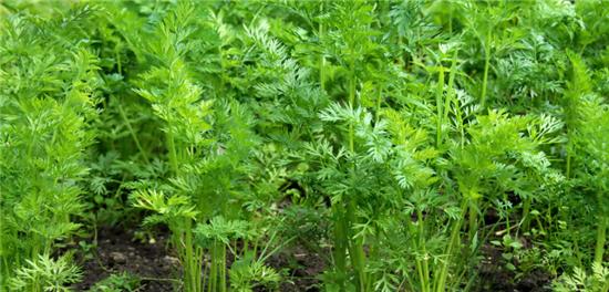 红萝卜最佳种植时间是什么时候？如何确保高产？