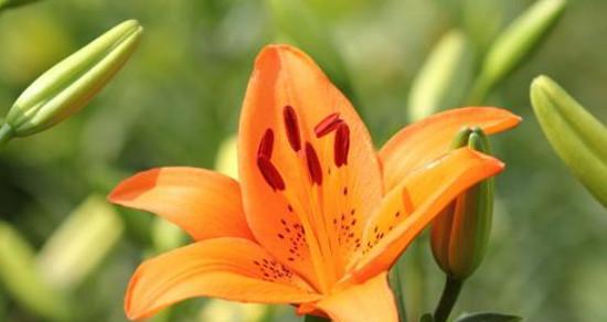 什么花的花语代表加油鼓励？