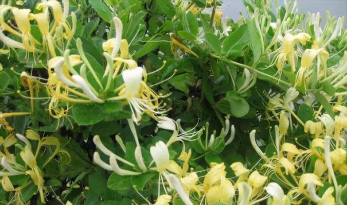 金银花期持续多久？如何延长金银花的花期？