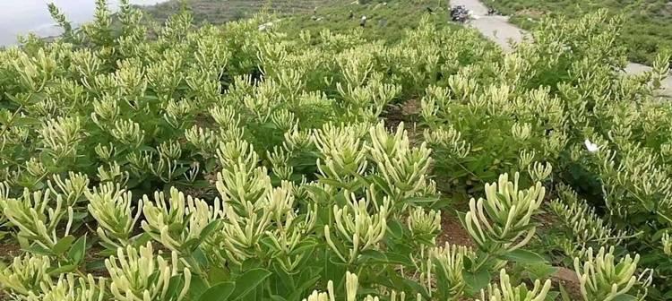 金银花期持续多久？如何延长金银花的花期？