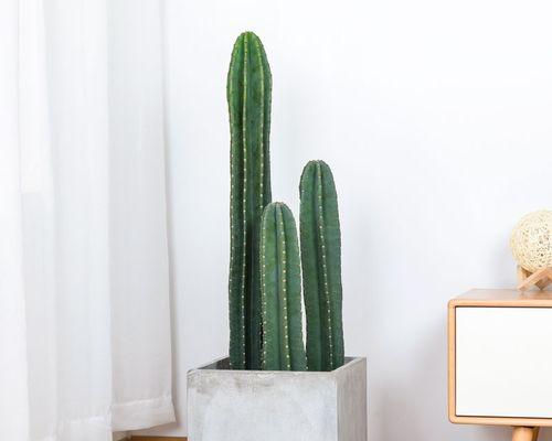 量天尺的最佳风水摆放位置是什么？如何正确放置以招财？