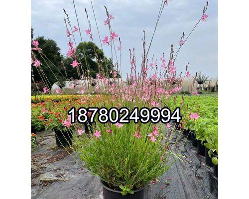 多年生宿根草本花卉大盘点（探索多彩多姿的宿根花卉世界）